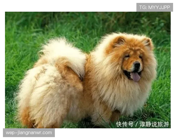 拉皮诺家的狗吃的都比我一个月饭钱多